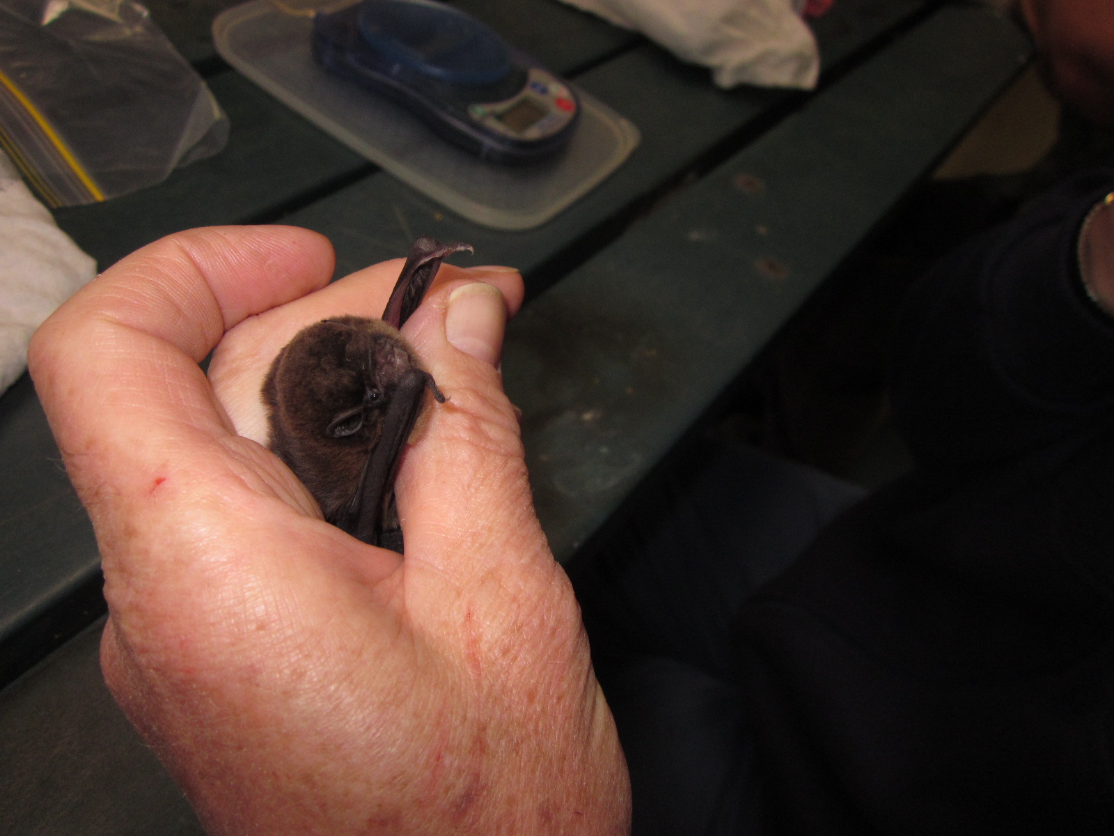 Chocolate Wattled Bat - Chalinilobus moria