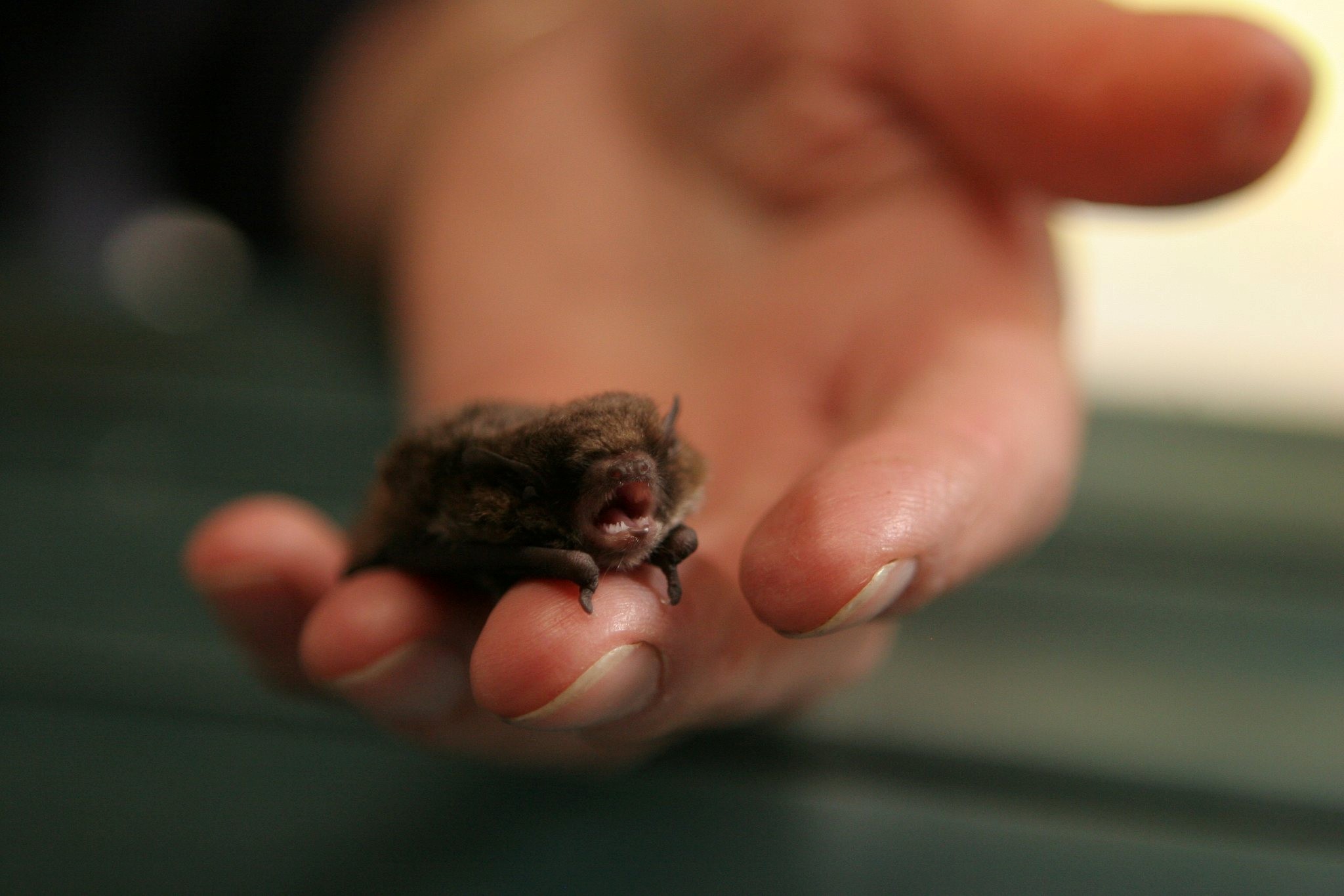 Little Forest Bat - Vespadelus vilturnus