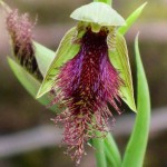 Bearded orchid