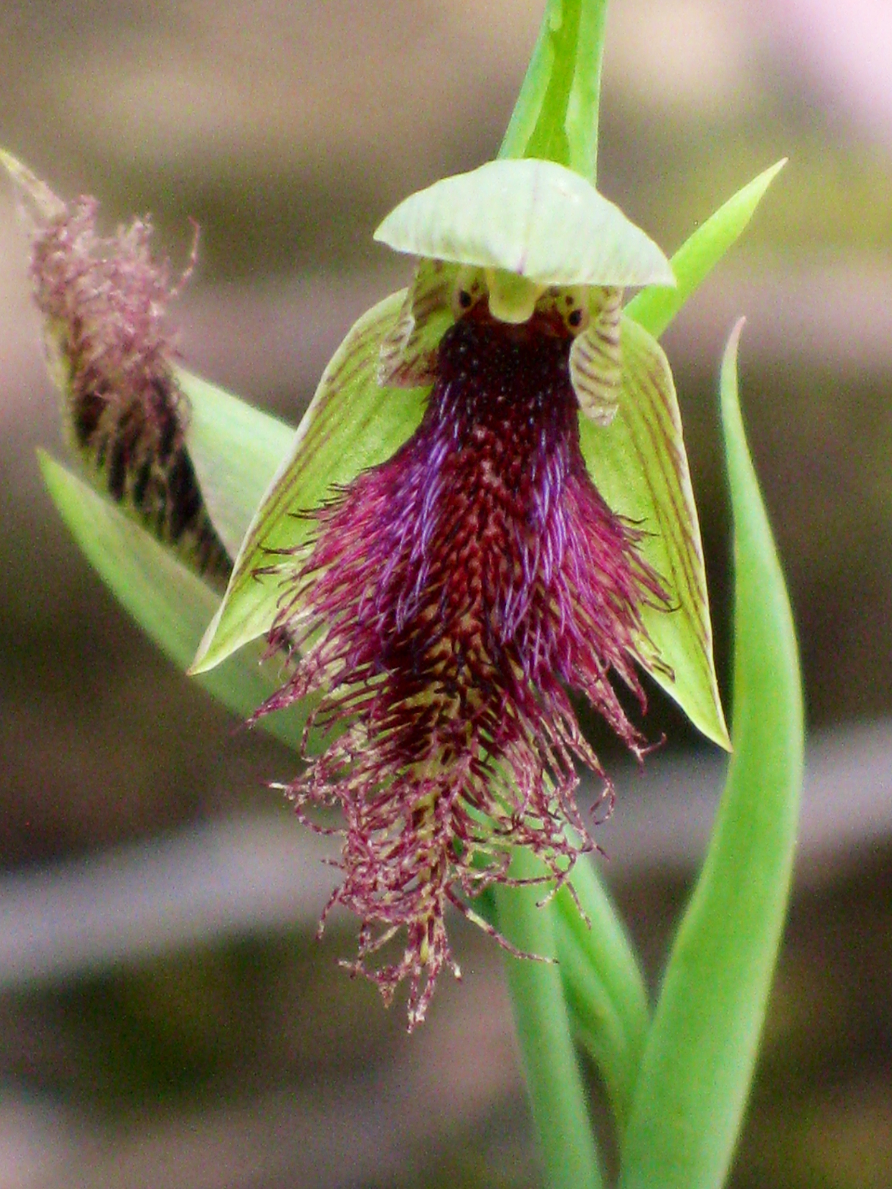 Bearded orchid