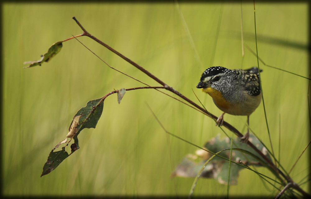 Chambers textures - Male Spotted Pardalote