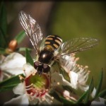 Common Hover Fly (Ischiodon scutellaris) on Prickly Teatree (Leptospermum continentale)