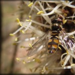 Common Hover Fly (Ischiodon scutellaris) on Small Grass-tree (Xanthorrhoea minor) ssp lutea!