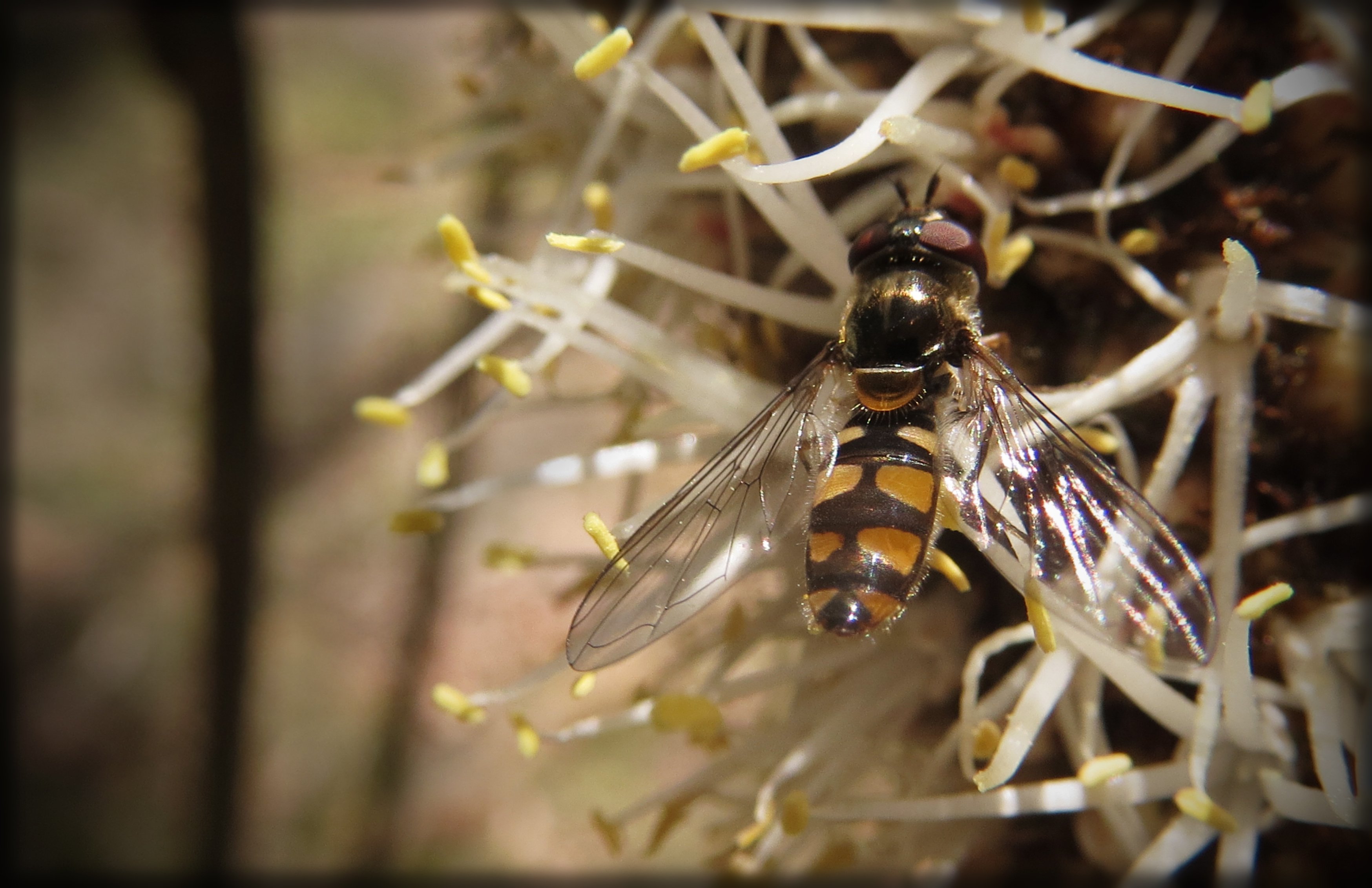 Common Hover Fly (Ischiodon scutellaris) on Small Grass-tree (Xanthorrhoea minor) ssp lutea!