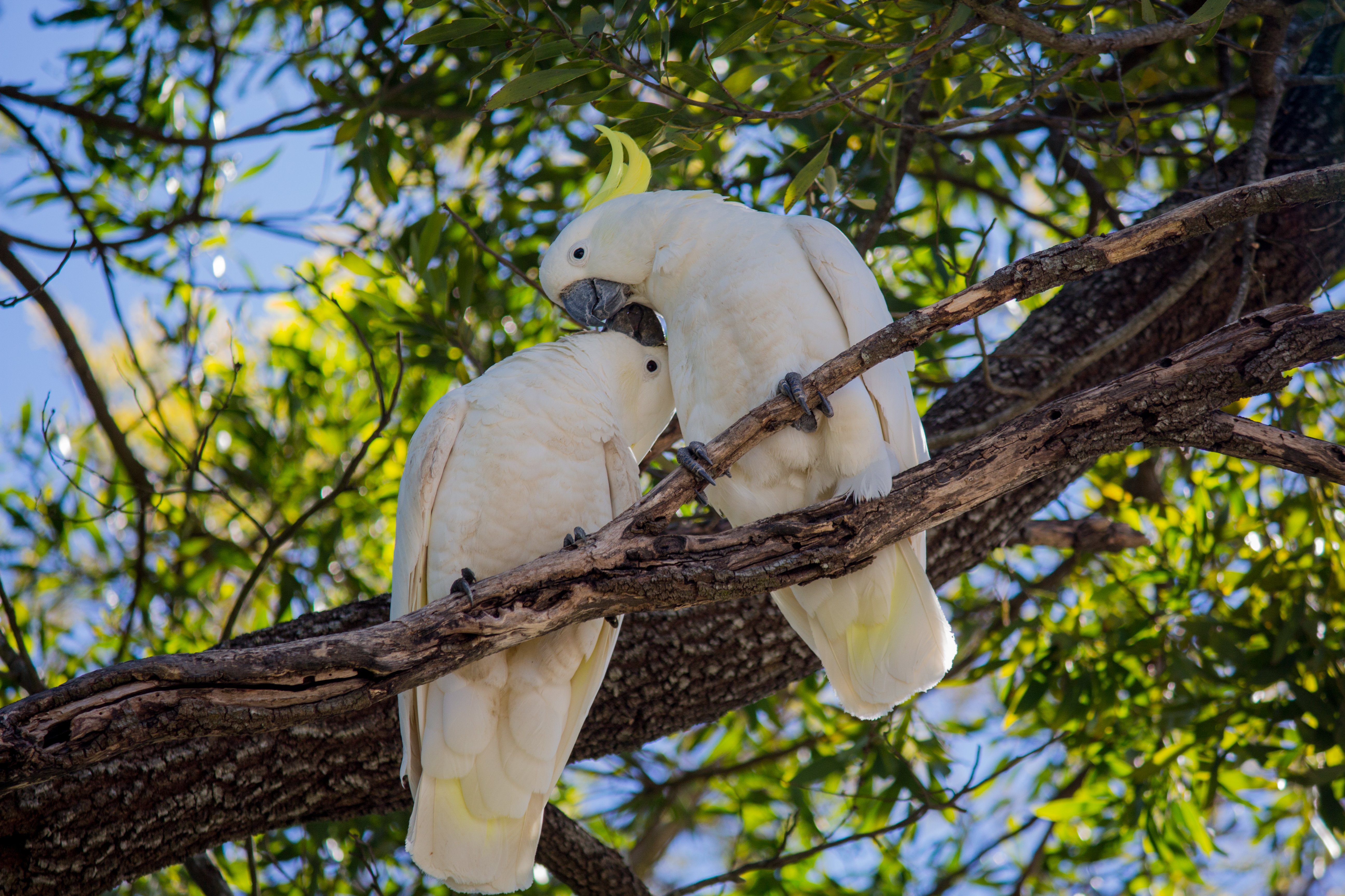 Cuddling Cockatoos