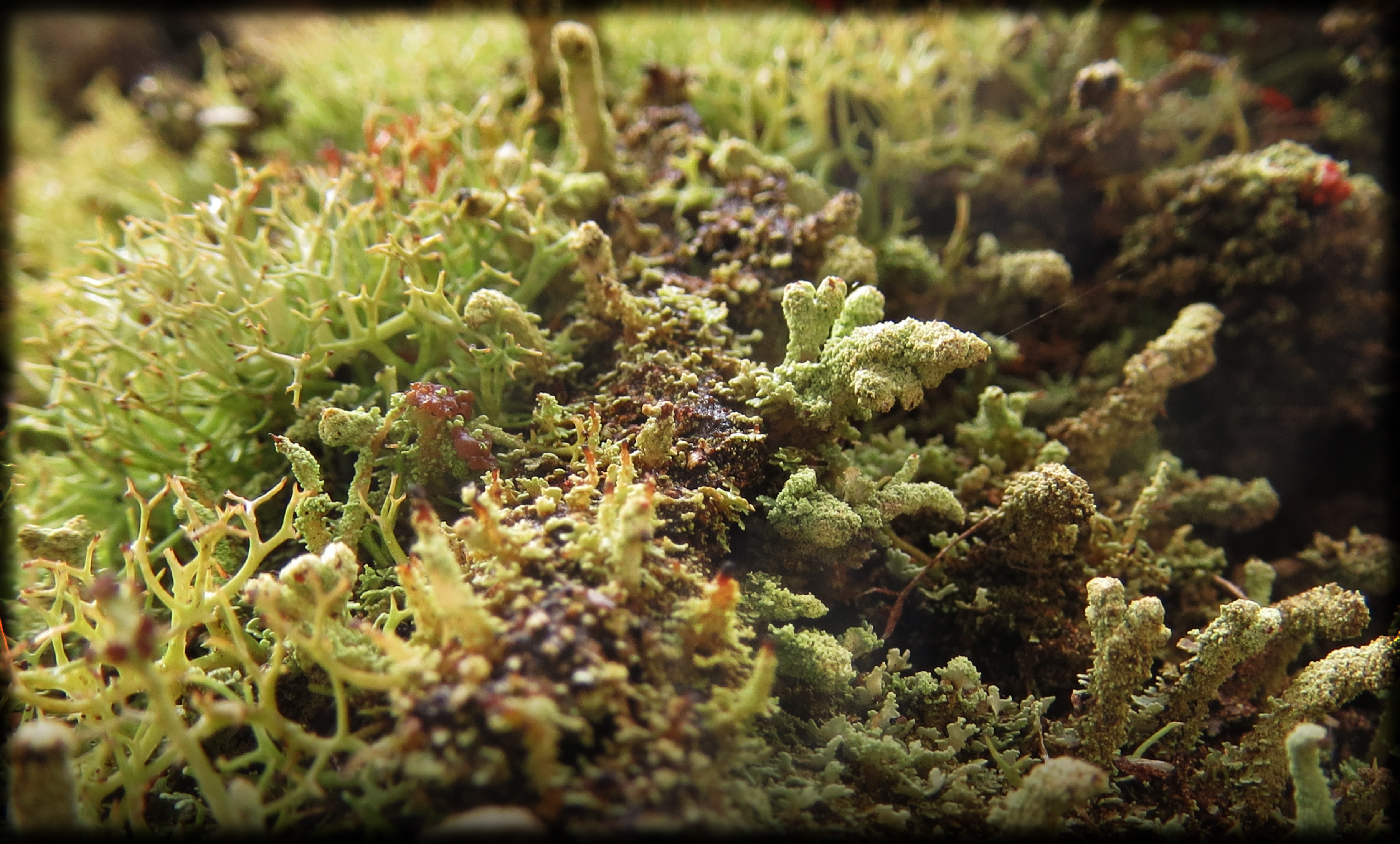 Likin' the lichen