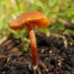 Marvellous mushroom