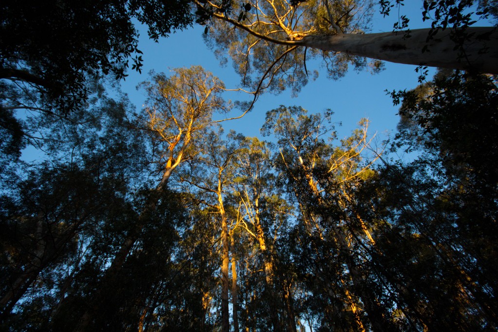 Tall timber at sunset Toomuc Landcare